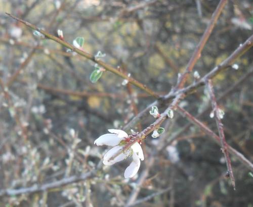 Image of Prunus discolor by (c) Andre Hosper, some rights reserved (CC BY)