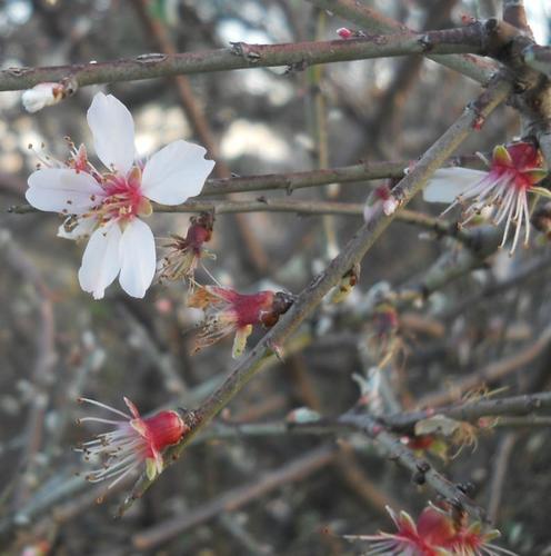 Image of Prunus discolor by (c) Andre Hosper, some rights reserved (CC BY)