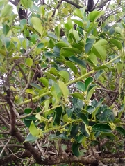 Citronella mucronata