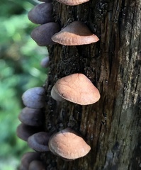 Deconica