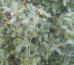 Coccifera
