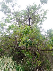 Citronella mucronata
