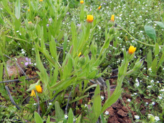 Calendula arvensis