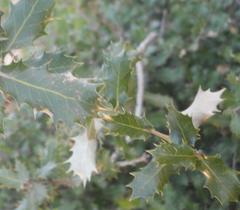 Coccifera