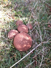 Lycoperdon nigrescens