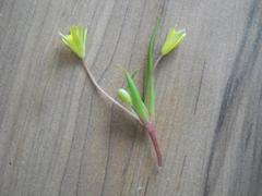 Gagea graeca