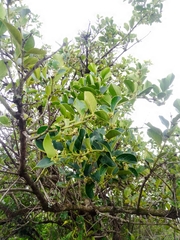 Citronella mucronata