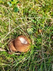 Lycoperdon nigrescens