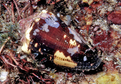 Conus brunneus