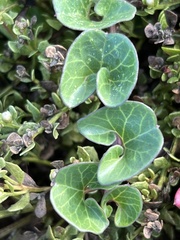Calystegia soldanella
