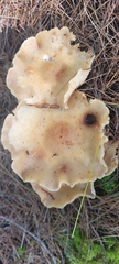 Rhodocollybia