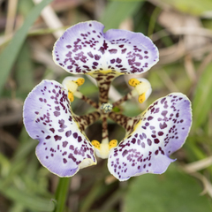 Cypella brasiliensis