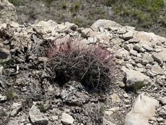Hamatocactus hamatacanthus