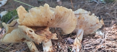 Rhodocollybia