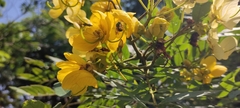Senna spectabilis