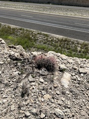 Hamatocactus hamatacanthus