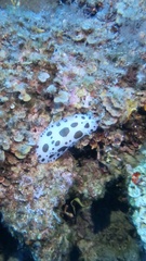 Peltodoris atromaculata