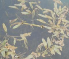 Potamogeton praelongus