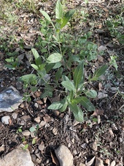 Ruellia metziae