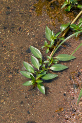 Ludwigia adscendens diffusa