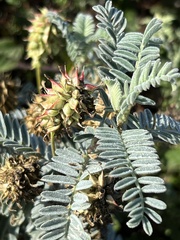 Astragalus pycnostachyus