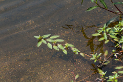 Ludwigia adscendens diffusa