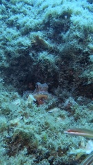 Octopus vulgaris