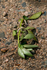 Ludwigia adscendens diffusa