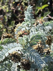 Astragalus pycnostachyus