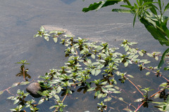Ludwigia adscendens diffusa