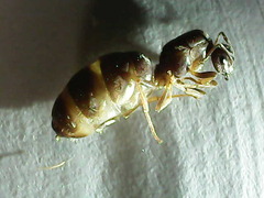 Lasius