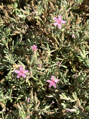 Frankenia salina