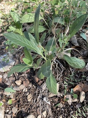 Ruellia metziae