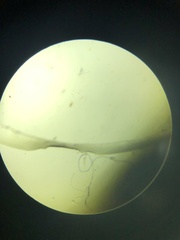 Euglena