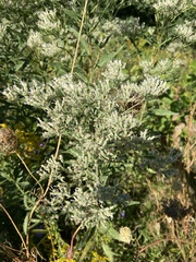 Eupatorium altissimum
