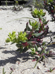 Chorizanthe mieresii
