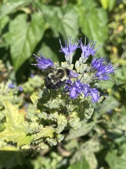 Vitex agnus-castus