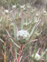 Leucadendron lanigerum laevigatum