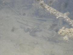 Pelophylax bedriagae