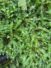 Brachythecium rutabulum