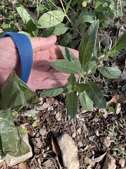 Ruellia metziae