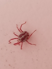 Balaustium leanderi