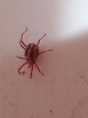 Balaustium leanderi