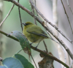 Chlorodrepanis virens wilsoni