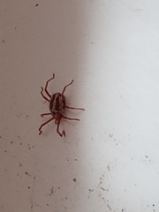 Balaustium leanderi