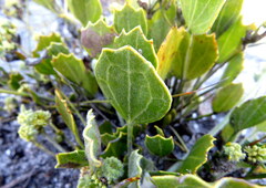 Centella difformis
