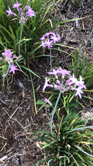 Tulbaghia violacea