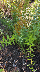 Solidago odora