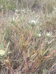 Leucadendron lanigerum laevigatum