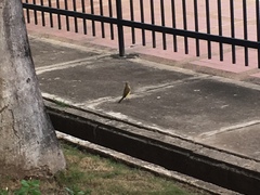 Machetornis rixosa